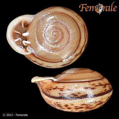 Image of Orthalicidae