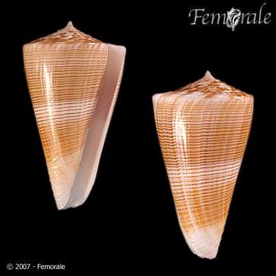 Image of cone snails