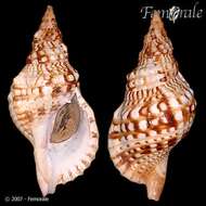 Image of triton shells