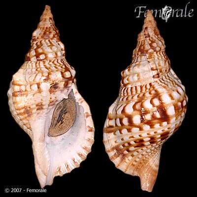 Image of triton shells