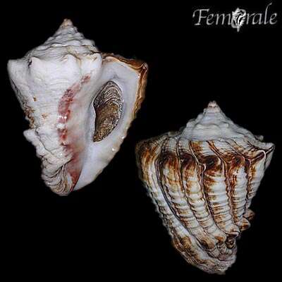 Imagem de Turbinellidae Swainson 1835