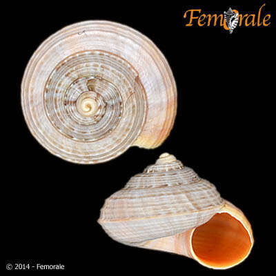 Image of Pomatiidae