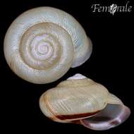 Image of bush snails