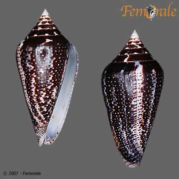 Image of Conasprella Thiele 1929