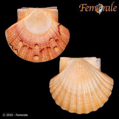 صورة Pecten O. F. Müller 1776