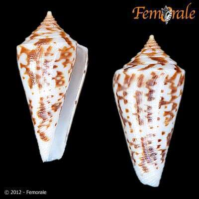 Image of cone snails