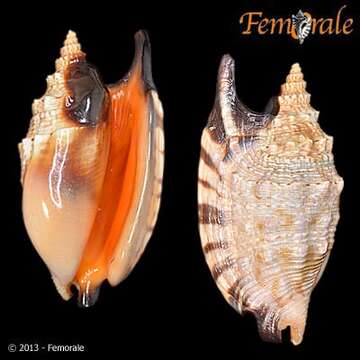 Image of Strombus Linnaeus 1758