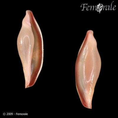 Image of false cowries