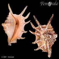 Image of spider conch