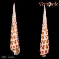 Image of Needle Whelks