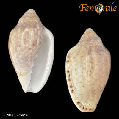 Image of Marginella Lamarck 1799