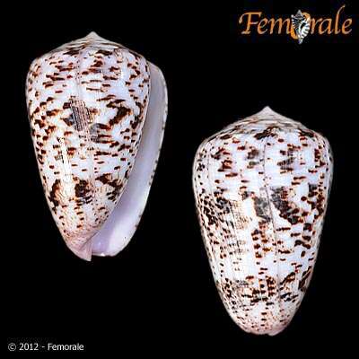 Image of cone snails