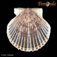 Image of Argopecten Monterosato 1889