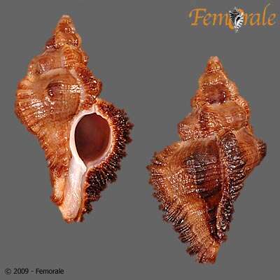 Image of Chicoreus monicae Bozzetti 2001