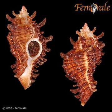 Image of Chicoreus mergus Vokes 1974