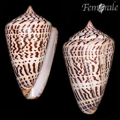 Image of Conus Linnaeus 1758