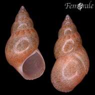 Image of pheasant shells