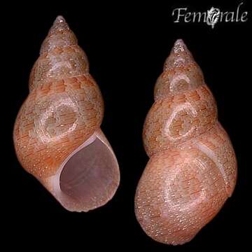 Imagem de Phasianellidae Swainson 1840