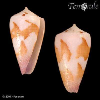 Image of cone snails