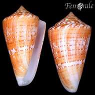 Image of Conus xanthocinctus Petuch 1986