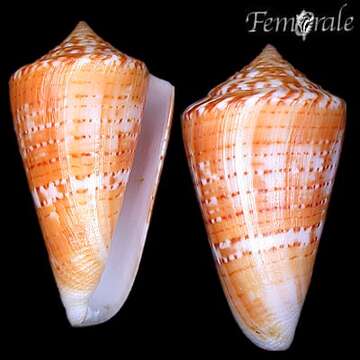 Image of Conus xanthocinctus Petuch 1986