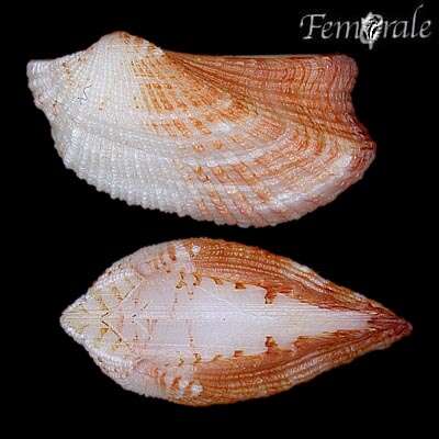 Image of Ark clam