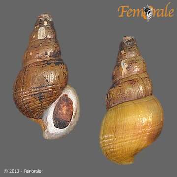 Image of Hemisinidae