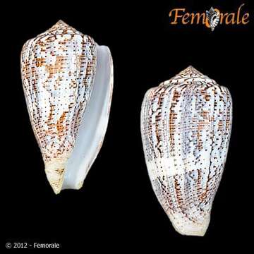 Image of cone snails