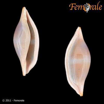 Image of Spindle Cowries