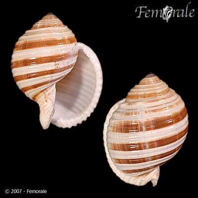 Image of tun shells