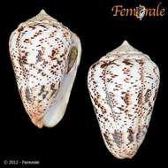 Image of cone snails