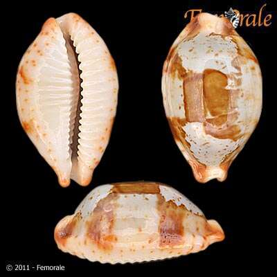 Image of <i>Cypraea stolida</i>