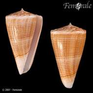 Image of cone snails