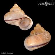 صورة Pomatiidae