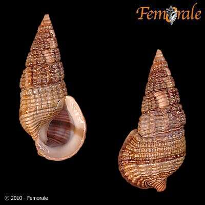 Image de Potamididae