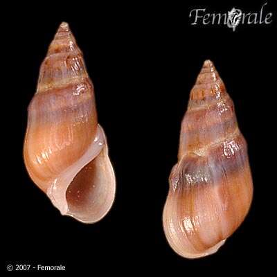 صورة Melanopsidae