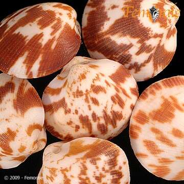 Слика од Glycymerididae Dall 1908