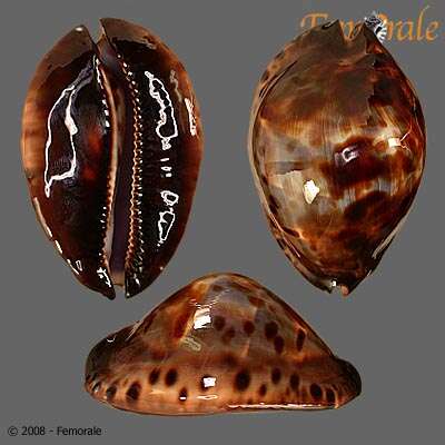 Image of <i>Cypraea <i>jeaniana</i></i> jeaniana Cate 1968