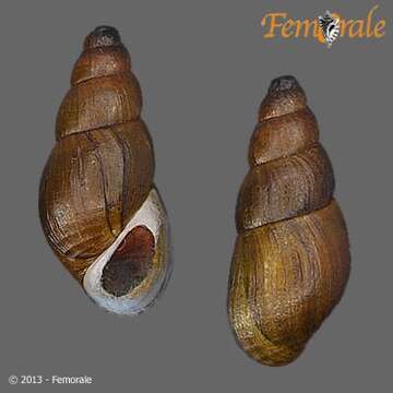 Image of unclassified Gastropoda