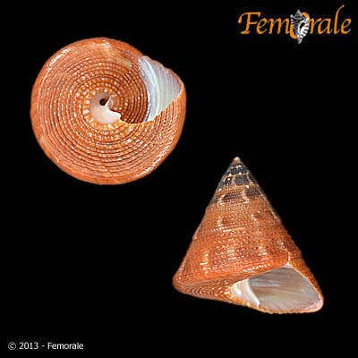 صورة Calliostomatidae Thiele 1924