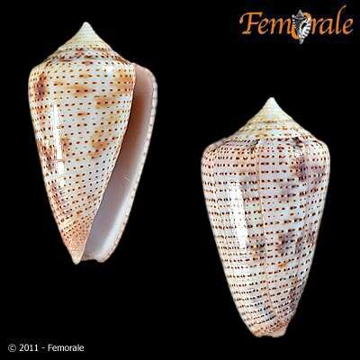 Image of Conasprella Thiele 1929