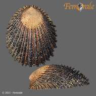 Image of prickly limpet