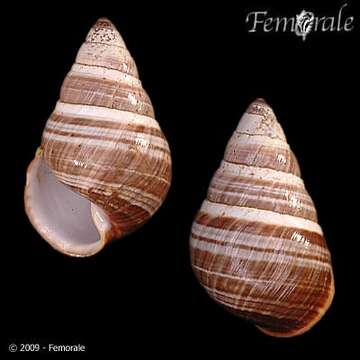 Image of Achatinella