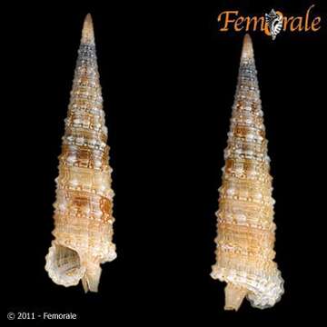 Image of Euthymella Thiele 1929