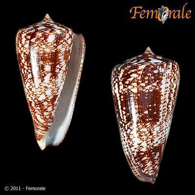 Conus amadis Gmelin 1791的圖片