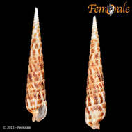 Image of Needle Whelks