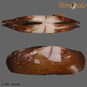 Image de Solecurtidae d'Orbigny 1846