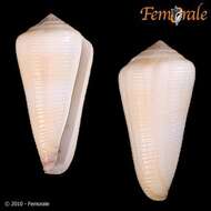 Image of cone snails
