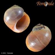 Image of Periwinkle snails