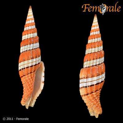 Image of Turbinelloidea Rafinesque 1815